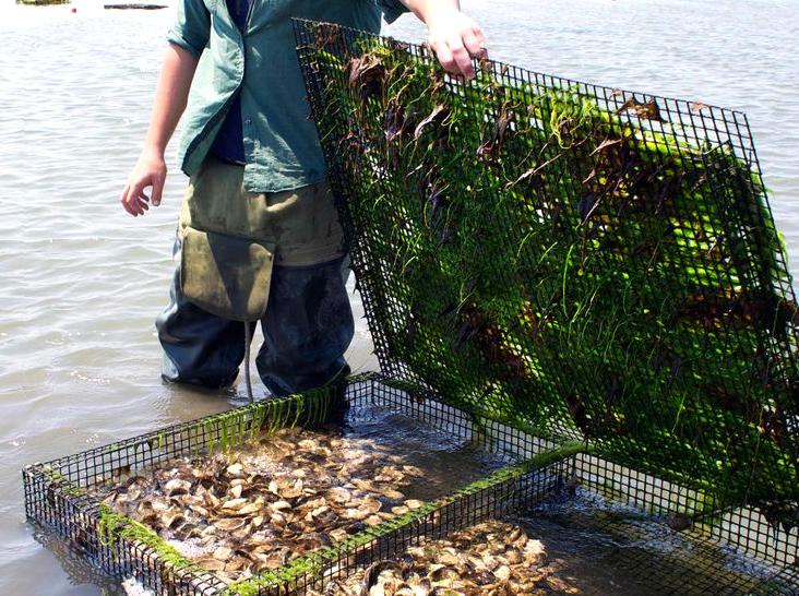 Experience an Oyster Farm: Insights into Oyster Farming and Fresh Tasting