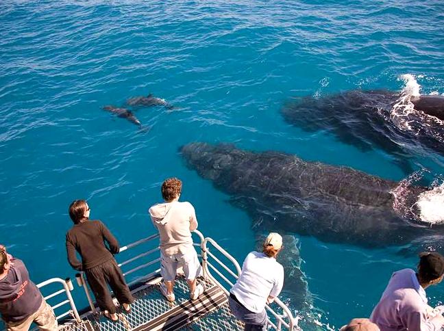 Witnessing the Grandeur of Migrating Whales