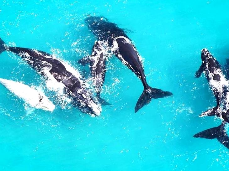 Marveling at Whales During Their Migration Period